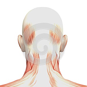 Athletic male human anatomy and muscles