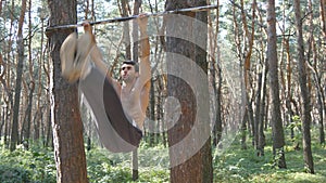 Athletic muscular man with perfect fitness body performing abdominal exercises on the horizontal bar at the forest. Man