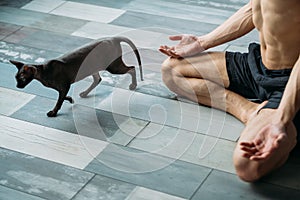 Athletic yogi practicing pranayama gym cat fitness