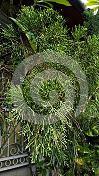 Athrotaxis laxifolia or evergreen conifer growing 12–21 m tall with a conical crown