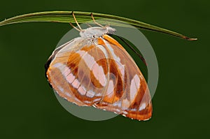 Athyma cama / butterfly on twig, female