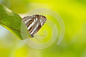 Athyma, a genus of brush-footed butterflies, on green leaf.