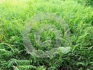 Edible ferns in nature photo