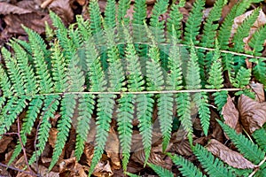 Athyrium filix-femina in the autumn forest