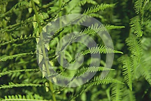 Athyrium filix-femina or Common Lady-fern close-up. Young fresh leaves of fern. Nature background photo