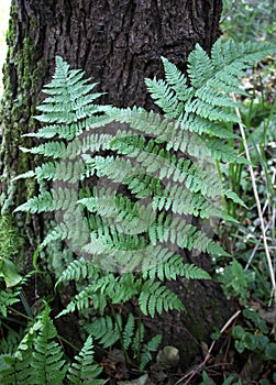 Athyrium filix-femina fern grows in nature photo