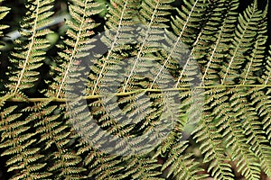 Athyrium filix-femina fern grows in nature photo