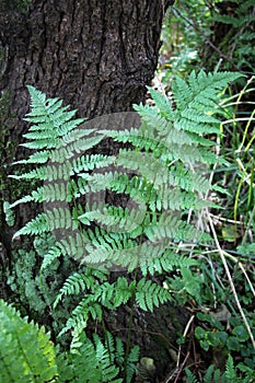 Athyrium filix-femina fern grows in nature photo