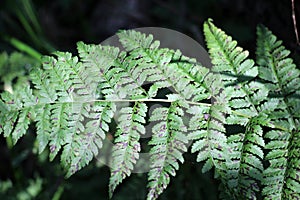 Athyrium filix-femina fern grows in nature photo