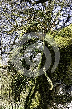 Athyrium filix-femina kown as the lady fern, female fern or common lady-fern in British park photo