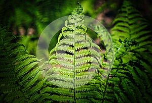 The lady fern. Beautiful natural pattern of the vivid green lush fern thickets close-up. Plant background. photo