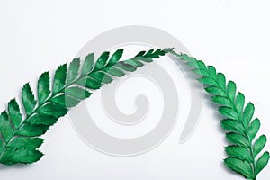 Close up shot of common lady-fern photo