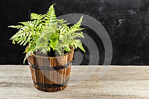 Athyrium filix-femina, the lady fern in a pot photo