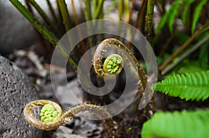 Athyrium filix-femina or lady fern unrolling new leaves photo