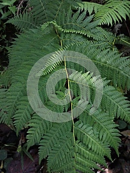 Athyrium filix-femina plant taken from the top corner photo