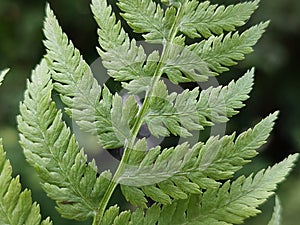 Athyrium filix-femina photo