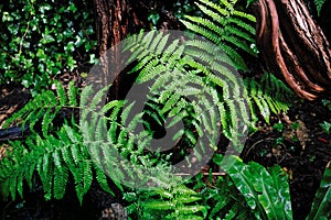 Japanese painted fern at growth in shade garden summer season nature photo