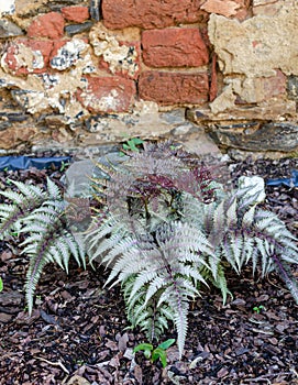 Athyrium niponicum var. pictum, commonly known as Japanese painted fern photo