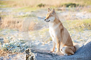 Atika inu dog sitting on a driftwood log at a beach photo