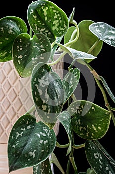 Atin pothos Scindapsus pictus `Argyraeus` houseplant.