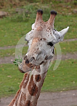 Ating giraffe