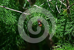 Ating orange flies on vegetation on green leaves background in malta