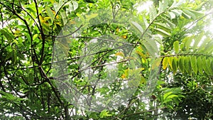 Atis or sugar-apple tree