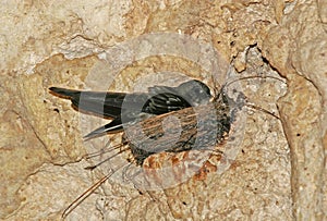 Atiu Swiftlet on its nest