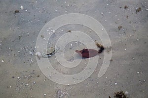 atlandtic blue crab in shallow water