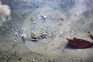 atlandtic blue crab in shallow water