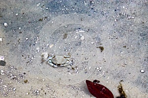 atlandtic blue crab in shallow water