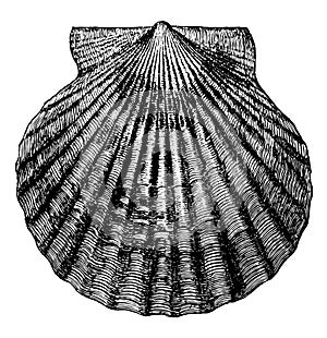 Atlantic Bay Scallop, vintage illustration