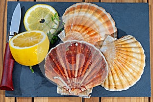 Atlantic bay scallops coquille St. James sea shells, catch of the day in Normandy or Brittany, France