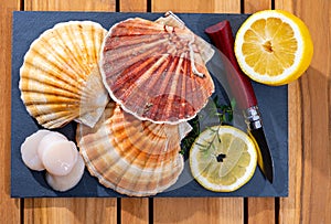 Atlantic bay scallops coquille St. James sea shells, catch of the day in Normandy or Brittany, France is shells and cleaned