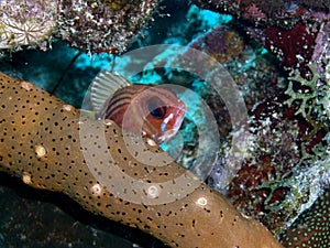 Atlantic Big Eye Fish photo