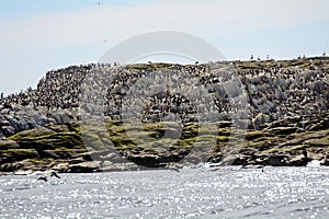 Atlantic birdlife, Farne Islands Nature Reserve, England