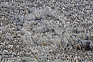 Atlantic birdlife, Farne Islands Nature Reserve, England