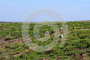 Atlantic birdlife, Farne Islands Nature Reserve, England