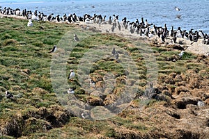 Atlantic birdlife, Farne Islands Nature Reserve, England