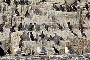 Atlantic birdlife, Farne Islands Nature Reserve, England