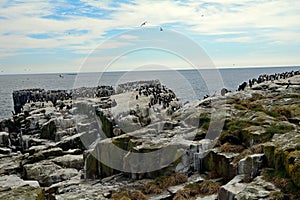 Atlantic birdlife, Farne Islands Nature Reserve, England