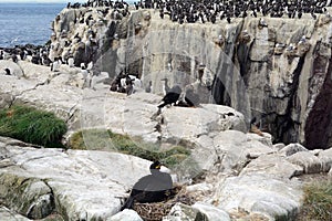 Atlantic birdlife, Farne Islands Nature Reserve, England