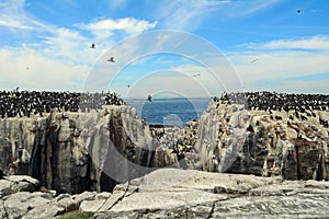 Atlantic birdlife, Farne Islands Nature Reserve, England