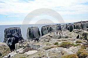 Atlantic birdlife, Farne Islands Nature Reserve, England