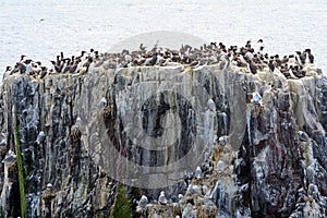 Atlantic birdlife, Farne Islands Nature Reserve, England