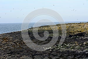 Atlantic birdlife, Farne Islands Nature Reserve, England