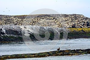 Atlantic birdlife, Farne Islands Nature Reserve, England