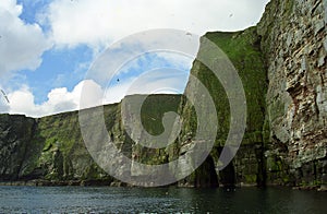 Atlantic birdlife, Shetland