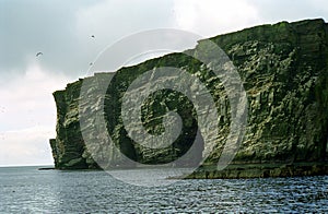 Atlantic birdlife, Shetland