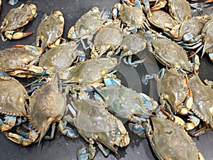 Atlantic blue crab at fish market